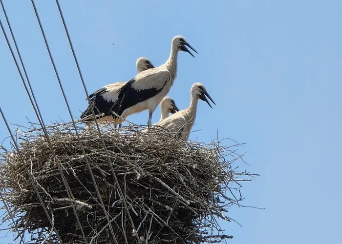 Balcony And Mountain View 7 Min Walk To Gondola Appartement *